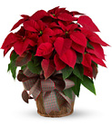 Large Red Poinsettia from Backstage Florist in Richardson, Texas